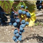 Piedirosso Sannio DOC 2018